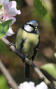 shallow focus photography of yellow and white bird on branch with pink flower thumbnail