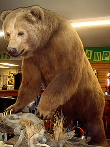 Preserved Kodiak Bear -- Ursus arctos middendorffi thumbnail