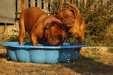 two adult French mastiffs thumbnail