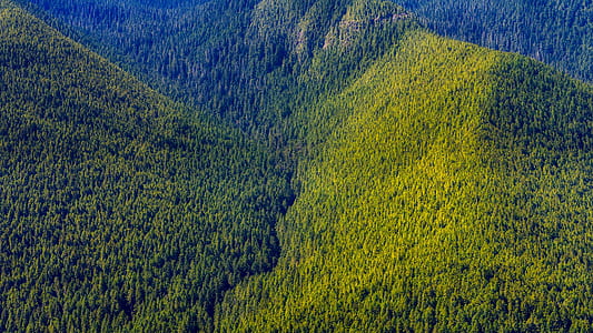 light, landscape, nature, forest thumbnail