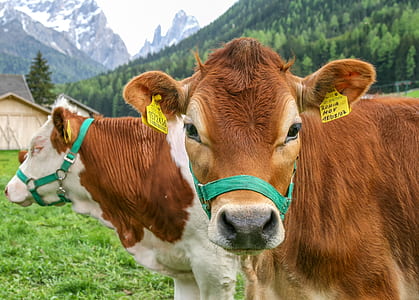 two brown-and-white cows near house during daytime thumbnail