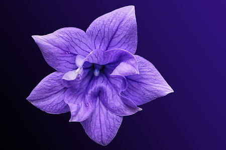 purple flower in close up photography thumbnail
