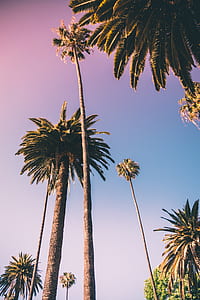 palm tree thumbnail