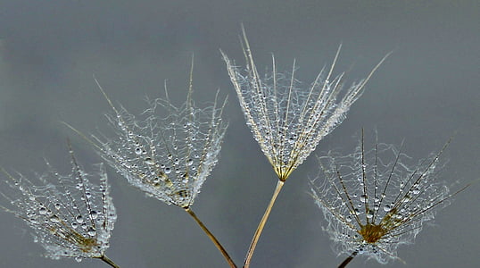 selective focus photography of four dandelion flowers thumbnail