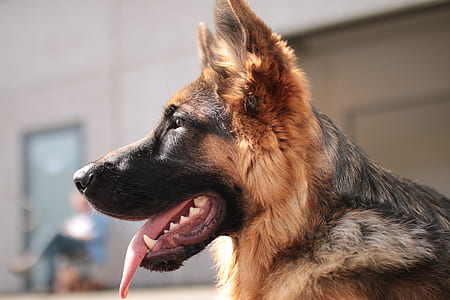 adult black and tan German shepherd thumbnail