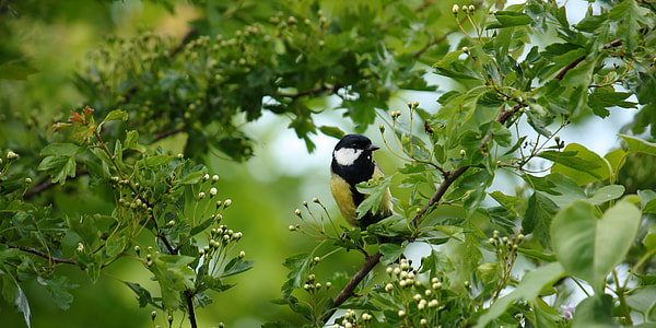 photo of green bird on tree branch thumbnail