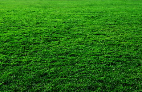 green grass field thumbnail