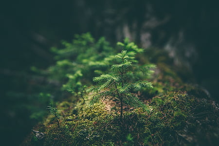 macroshot of green leaf plants thumbnail