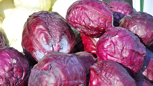 purple cabbage thumbnail