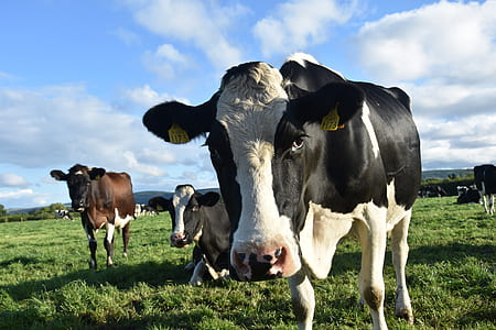 herd of cows on grass field thumbnail