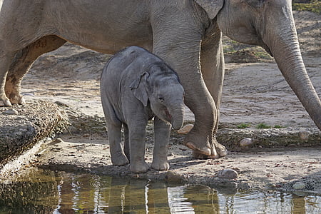 elephant calf standing beside body of water thumbnail