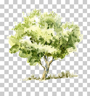 Drawing Watercolor painting Tree Pencil Sketch, Trees, green leafed tree painting PNG clipart