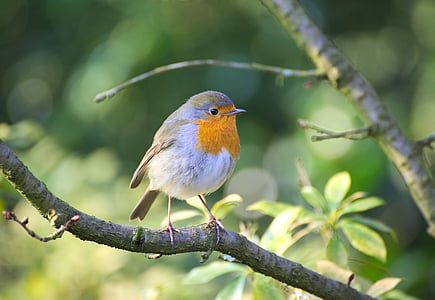 yellow and grey short-beaked bird perched on tree thumbnail
