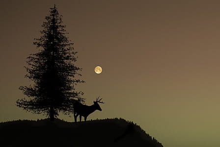 silhouette of buck deer near pine tree thumbnail