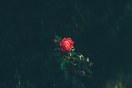 focus photography of red rose flower thumbnail