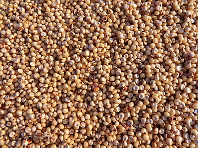 closeup photo of brown seed lot thumbnail
