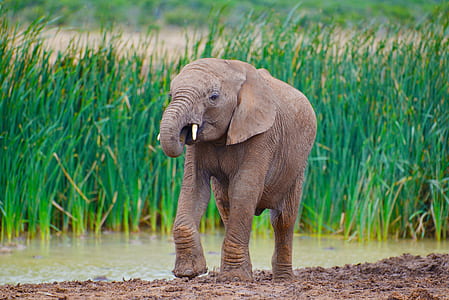 close up photo of brown elephant thumbnail