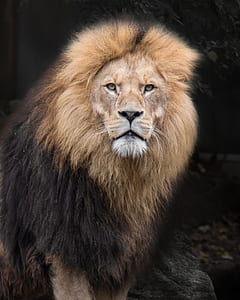 animal, zoo, lion, cat thumbnail