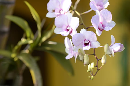 purple orchids thumbnail