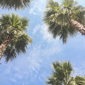 earthworm view of coconut trees thumbnail