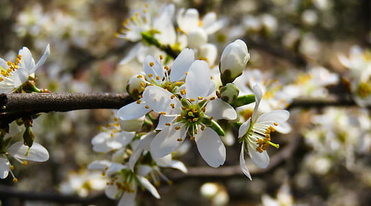 white flowers thumbnail