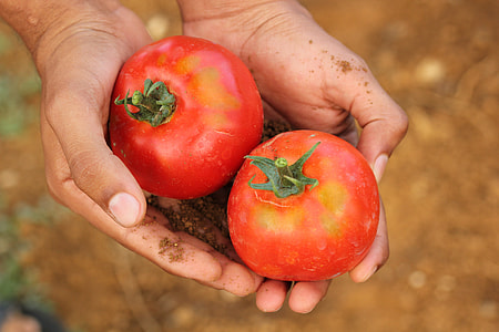 two red tomatoes thumbnail
