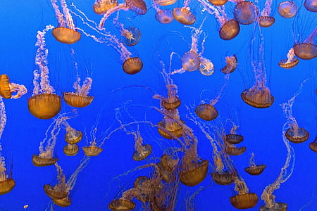 orange jellyfishes thumbnail