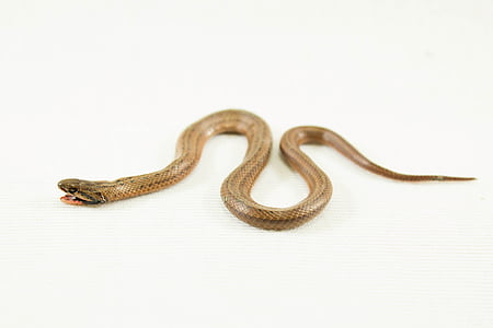 brown snake on white surface thumbnail