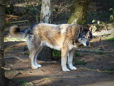 medium-coated brown and black dog standing beside tree at daytime thumbnail