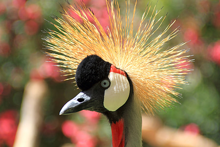 close-up photography of grey-crowned crane thumbnail