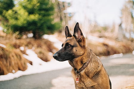 selective focus photography of adult black and tan German shepherd at daytime thumbnail