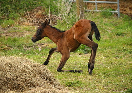 brown horse at grass field near haystack thumbnail