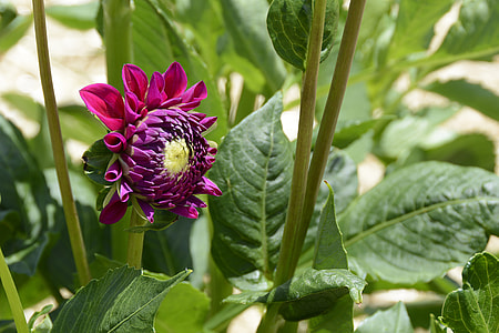 selective focus photography of purple dahlia about to bloom thumbnail