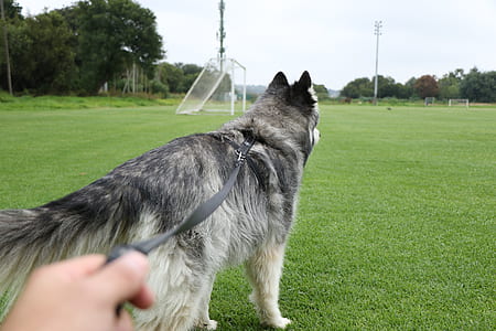gray Siberian Husky on park thumbnail