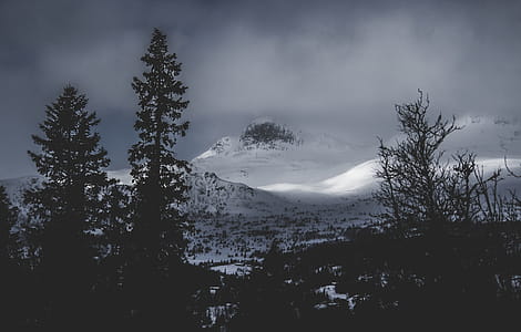 Glacier Mountains Near the Forest thumbnail