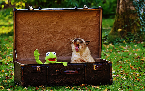 green frog plush and brown cat in black briefcase on green grass during day time thumbnail