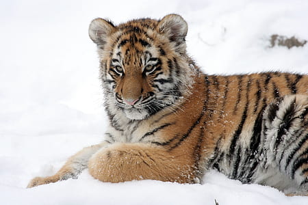 brown, white, and black tiger on snow field thumbnail