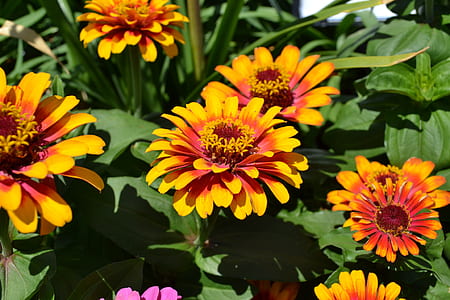 yellow-and-red petaled flowers thumbnail