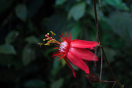 selective focus photography of red flower thumbnail