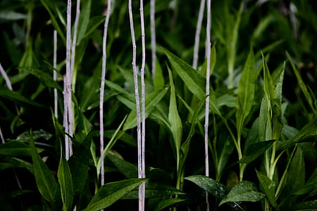 green leaf plants thumbnail