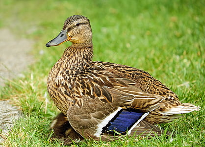 shallow focus of brown duck thumbnail