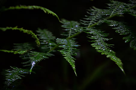 closeup photo of green fern leaves thumbnail