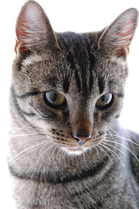 brown tabby cat thumbnail