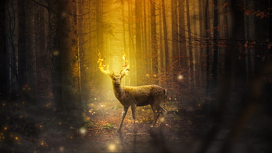 photo of deer buck under sunray thumbnail