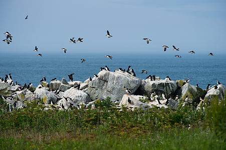 puffins flying over rocks thumbnail