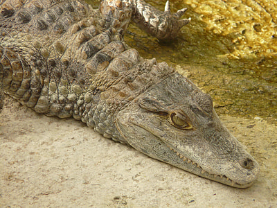 Spectacled Caiman, Crocodile thumbnail