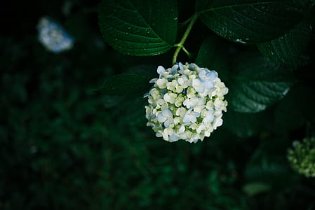 close up photography of white flowers thumbnail