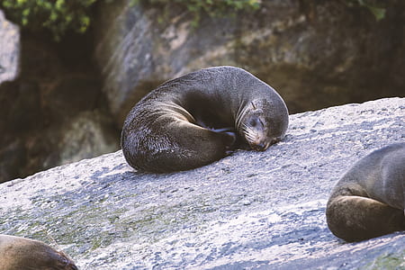 seal lying on gray rock thumbnail