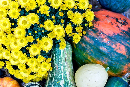vegetables, nature, flowers, petals thumbnail
