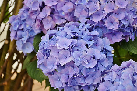 close-up photo of purple petaled flowers in bloom thumbnail